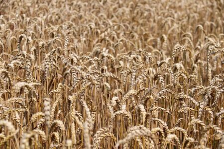 Field of ripe grain during summerの写真素材