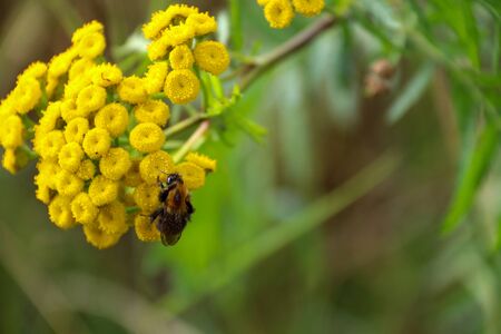 Bumble bee on yellow flower