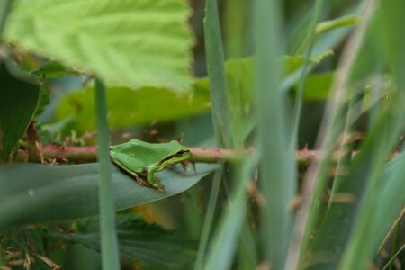 European Tree Frog on leaf
