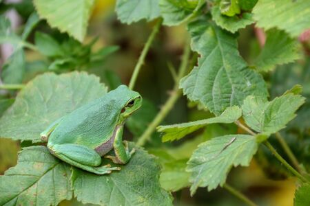 European Tree Frog on leafの写真素材