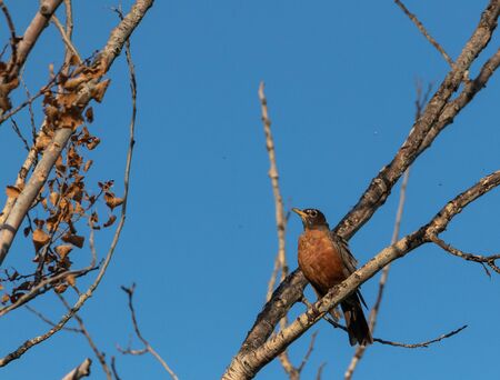 American robin in treeの写真素材