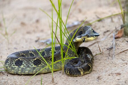 Eastern Hognosed Snake on sandの写真素材