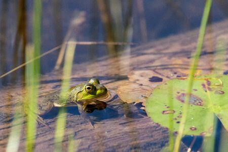 Green frog in Algonquin Provincial Parkの写真素材