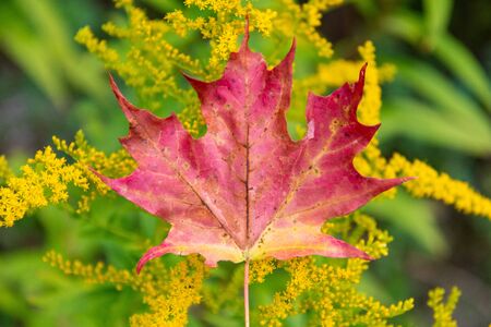 Red maple leaf on yellow flowersの写真素材