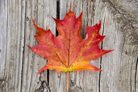 Red maple leaf on vintage woodの写真素材