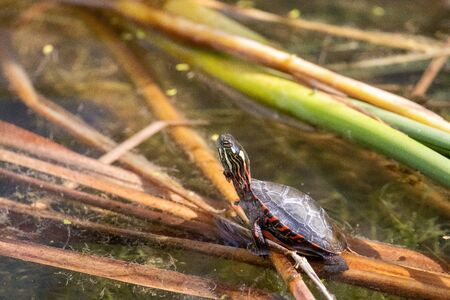 Painted turtle in swamp