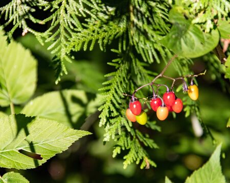 Fall colored berries in Canadian forestの写真素材