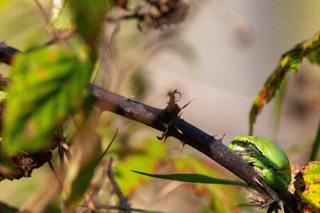 European Tree Frog on bush