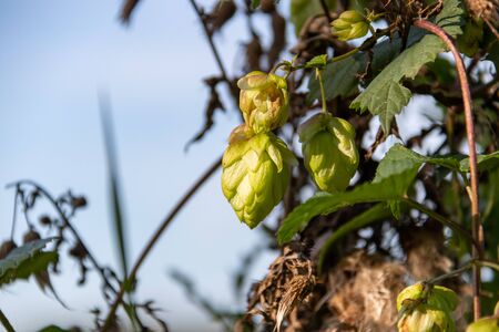 Wild hops plant in agricultural fieldの写真素材