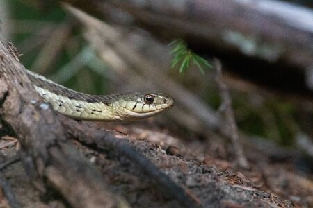 Eastern Garter Snake on hiking trailの写真素材