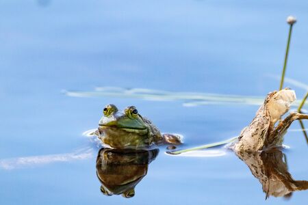 Green frog in Mizzy Lake or Algonquin Provincial Parkの写真素材