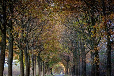 Autumn leaves over remote tarmac road