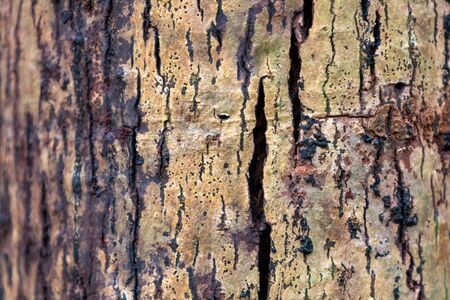 Tree bark copy space