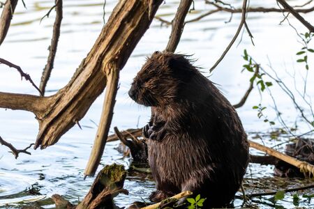 Big beaver sitting upright on shore or Canadian lakeの写真素材