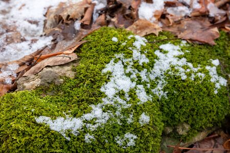Remains of snow on rock covered with mossの写真素材
