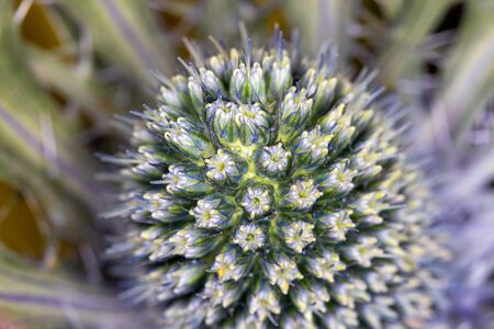 Green yellow and blue Thistle flower macro shotの写真素材