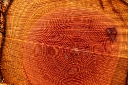 Annual growth rings on logged treeの写真素材