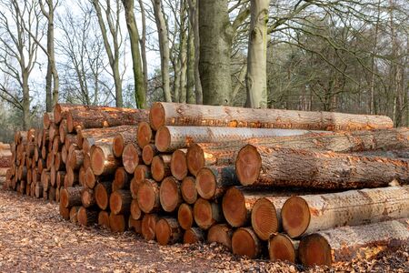 Large stack of logged pine tree wood showing annual growth rings