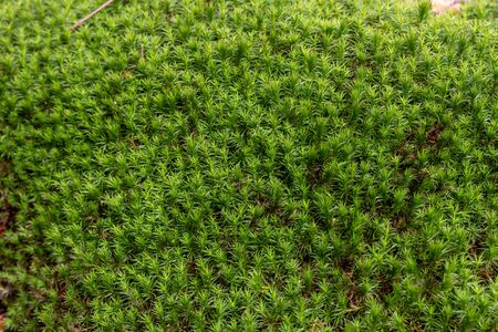 Selective focus on a bright green patch or mossの写真素材
