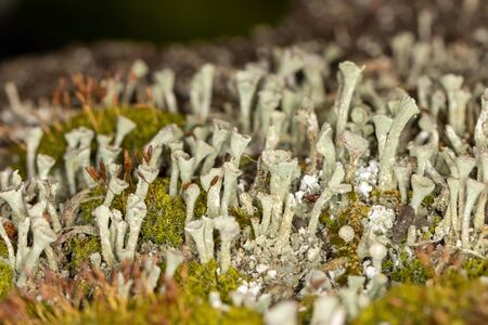 Selective focus on multiple types of moss growing on woodの写真素材