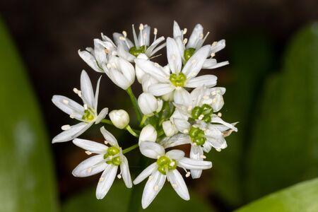 Close up of flowering white flowers of wild garlic