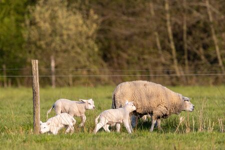 Spring lambs and sheep in grass pastureの写真素材