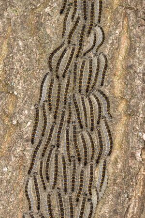 Wide shot of line of Processionary Caterpillars marching on oak tree bark next to hiking trailの写真素材