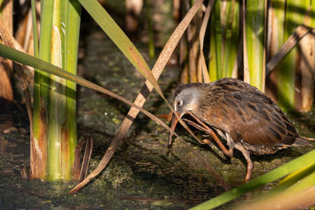 Virginia Rail wading between colorful green already in shallow marshの写真素材