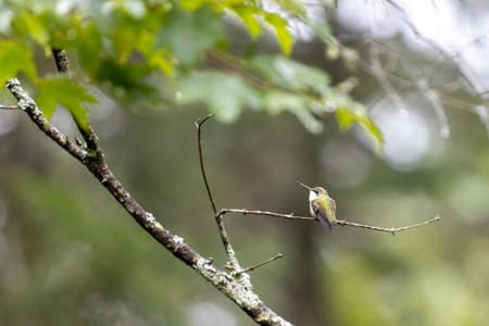Ruby-throated hummingbird perched on branch in Algonquin Provincial Parkの写真素材