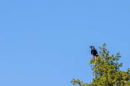 Large common raven perched in top of green tree against blue skies