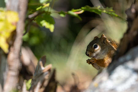 North American Red Squirrel eating in wild natural settingの写真素材
