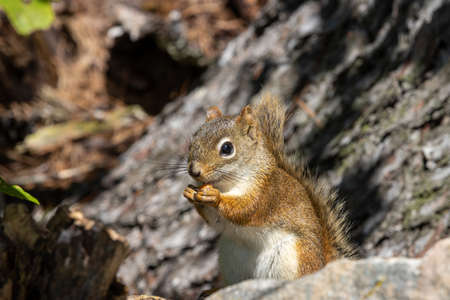 North American Red Squirrel eating on rocky outcropの写真素材