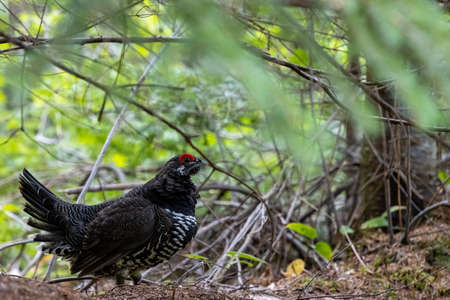 Beautiful male Spruce Grouse holding classic display pose in spruce forest undergrowthの写真素材