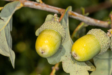 Close up of large ripe green acorns growing on oak treeの写真素材
