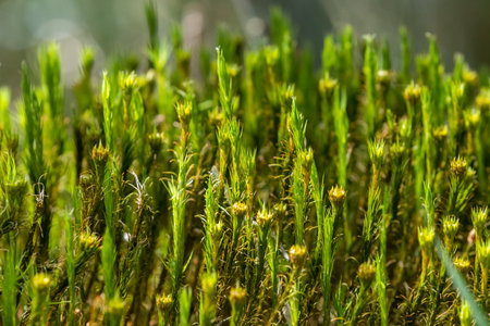Bright green soft moss macroの写真素材