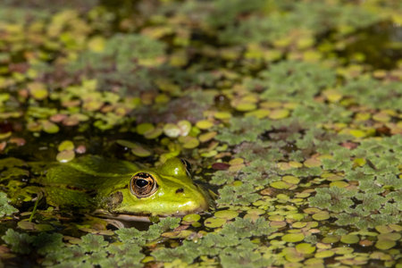Large European green frog floating in waterの写真素材