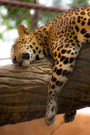 Sleeping leopardの写真素材