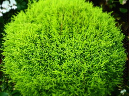 treeの写真素材