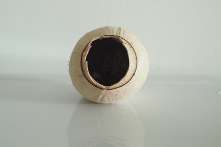 Coconutの写真素材