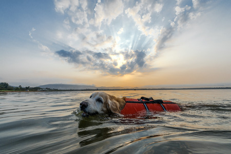 Dog swimming with safety jacket in lakeの写真素材