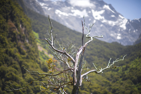 dead branch of tree present with mountain snow in background