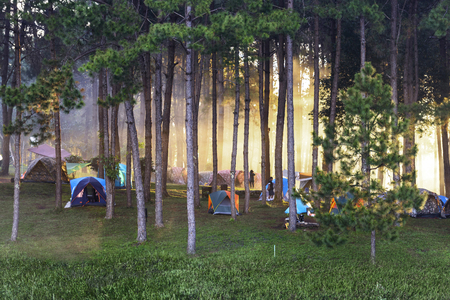 Camping and tent under the pine forest in sunset at Pang-ung, pine forest park , Mae Hong Son, North of Thailandの写真素材