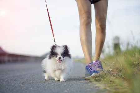 puppy dog walking exercise with girl on the street parkの写真素材