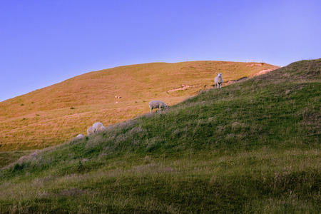 sheep field in New Zealandの写真素材