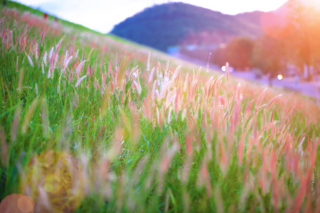 blooming weed grass flower in quivering stems in hill of meadow near mountain, soft focusの写真素材