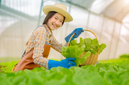 Young woman in takes care of Fresh vegetable Organic in wood style basket prepare serving harvest by a cute pretty girl in hydroponic farm, greenhouseの写真素材
