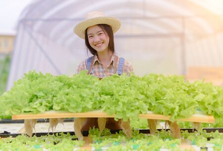 Young woman in takes care of Fresh vegetable Organic in wood style basket prepare serving harvest by girl farmer in hydroponic farm, greenhouseの写真素材