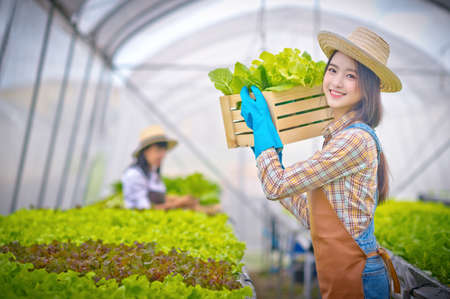 Woman gardener in motion of harvesting the produce in farm hydroponics together