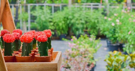 Group of variety of red cactus in wooden tray at flower shop with blurry green background and copy space for your text. Small plants for decorate garden home.の写真素材