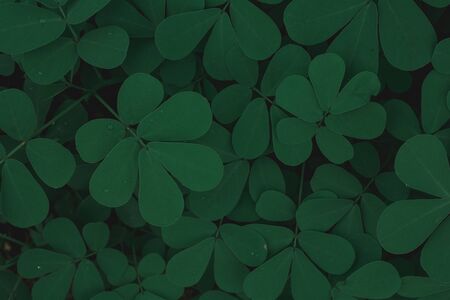 Top view Green leaves with water drop in garden for background.の写真素材